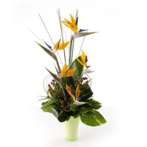 Structured Strelitzia Structured Strelitzia
