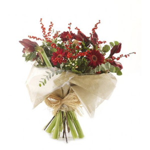 Christmas Amaryllis