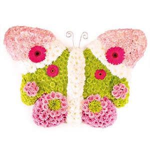 Butterfly Butterfly