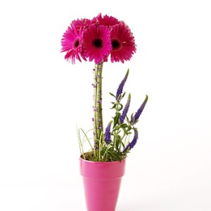 Fabulous Gerbera
