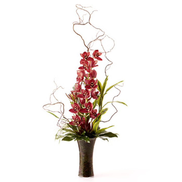 Stunning Cymbidium Stunning Cymbidium