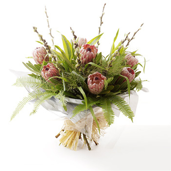 Protea Passion Protea Passion