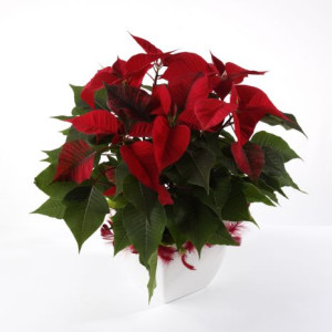 Poinsettia - Red Poinsettia - Red