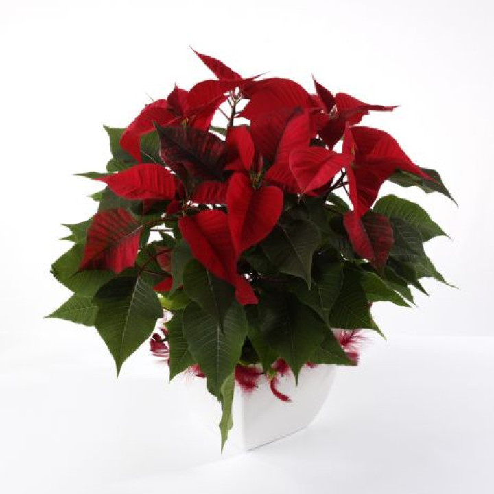 Poinsettia - Red Poinsettia - Red