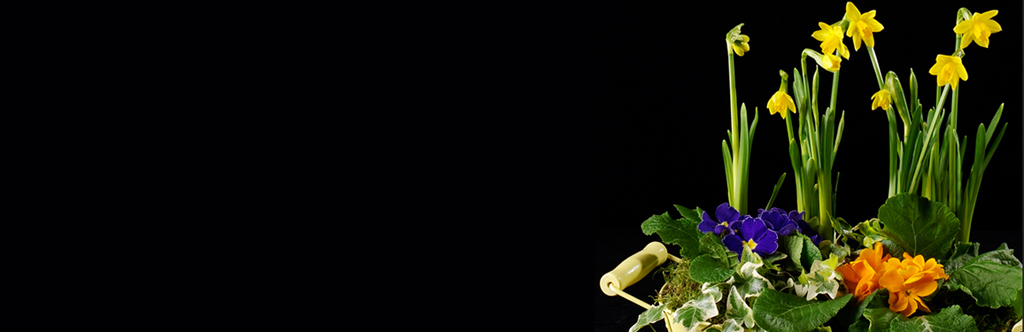 Plants